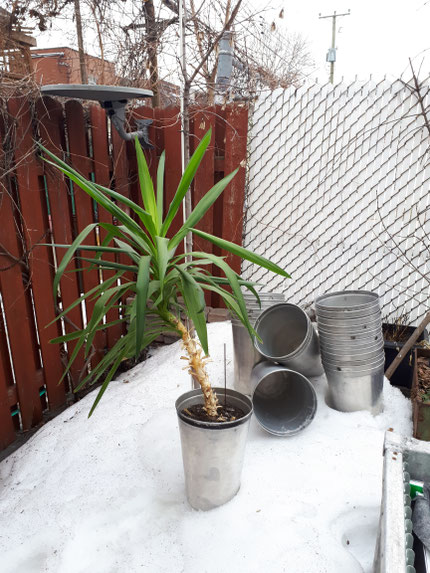 Pot pour plante fait avec d'anciennes chaudières d'eau érable en aluminium