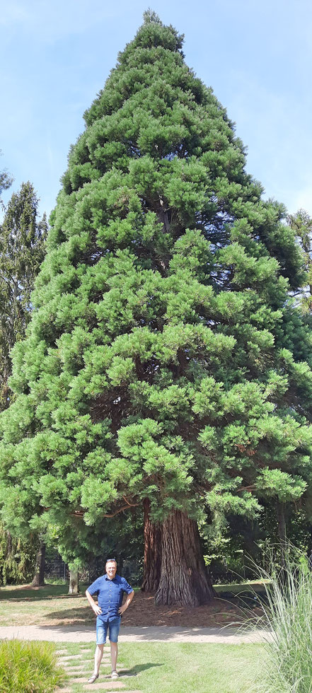 Auch Kalifornische Baumriesen wurden gepflanzt, die brauchen allerdings Jahrhunderte zum vollständigen Wachstum