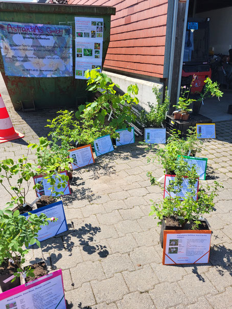 Pflanzenangebot Bio-Gärtnerei AstrantiAs GmbH Wildrosen - Wildfrüchte - Naturgarten-Pflanzen am Spezialitätenmarkt Wädenswil
