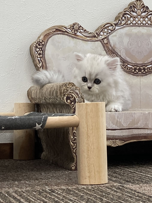 ミヌエット　長毛　仔猫
