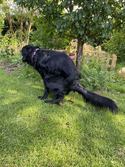 >> Ernährung und Verhalten beim Hund Teil 2