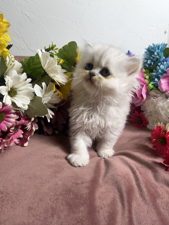ミヌエット　長毛　仔猫