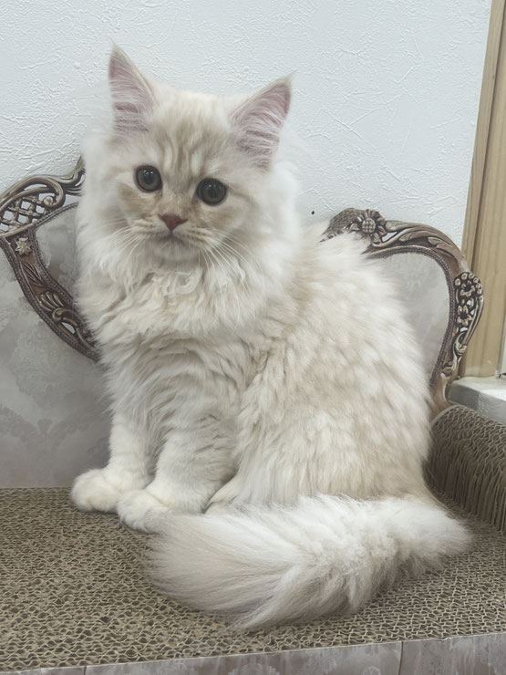 ミヌエット　長毛　仔猫
