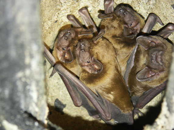 Große Abendsegler in einem Fledermauskasten - LBV-Bildarchiv Foto: Dr. Andreas Zahn