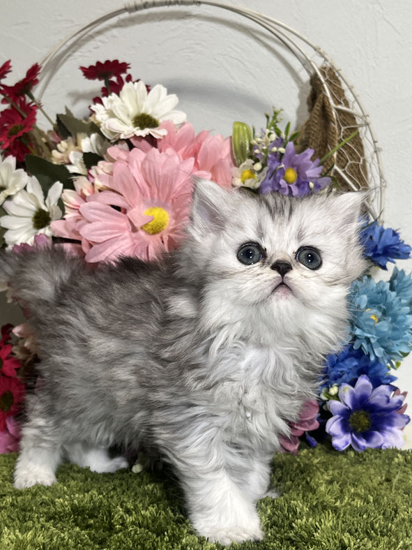 ミヌエット　長毛　仔猫
