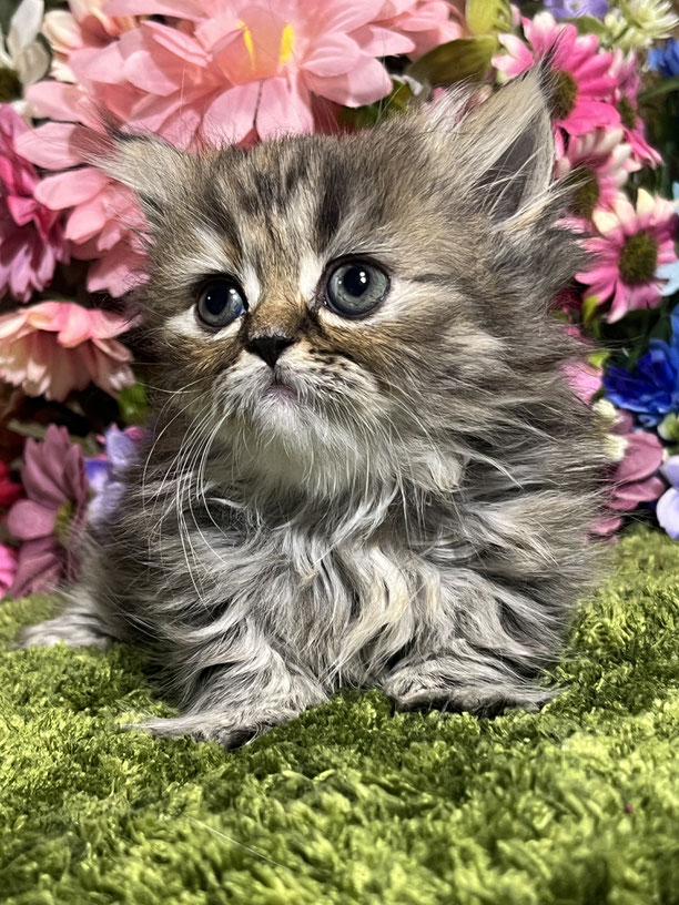 ミヌエット　長毛　短足　仔猫
