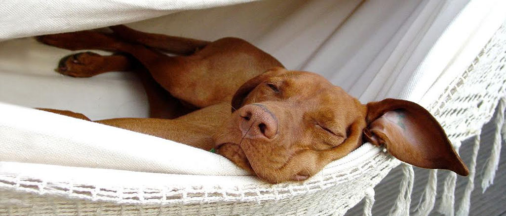 »Hunde leben im Jetzt und möchten dabei jeden Augenblick genießen.« – Ursula Löckenhoff