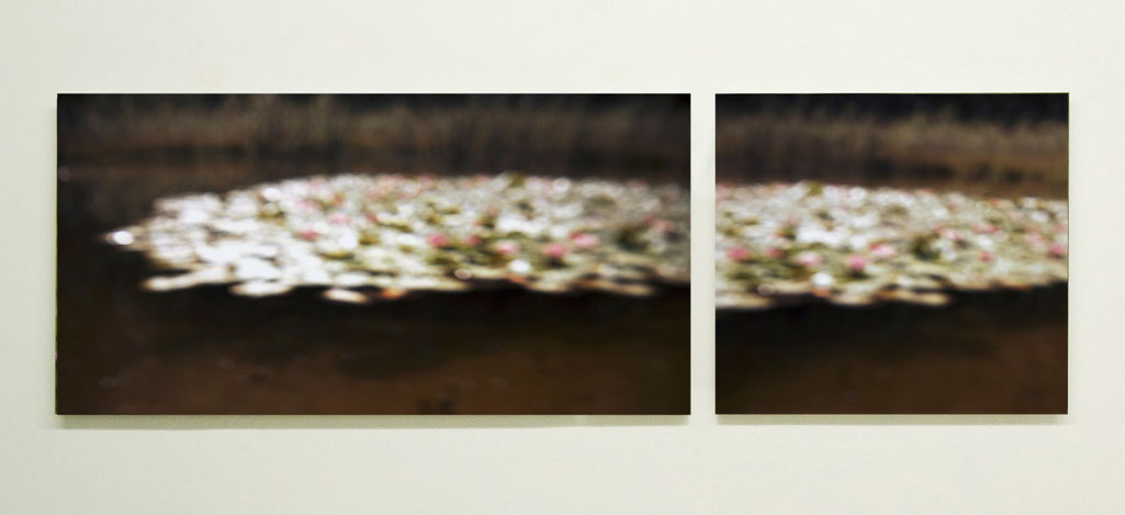 Seerosen, 2014 · C-Print, Hinter Plexiglas, auf AluDibond, Ausstellungsansicht