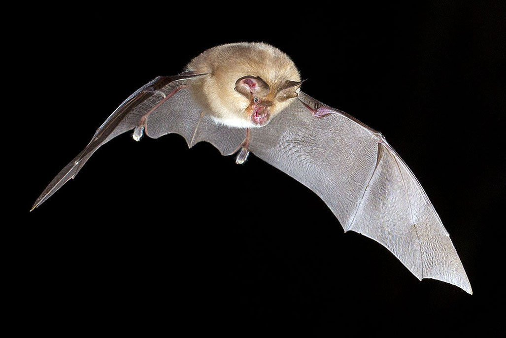 Am Haus wollen wir weitere Quartiere für Fledermäuse - unsere Kobolde der Nacht - schaffen. © Christoph Robiller / naturlichter.de