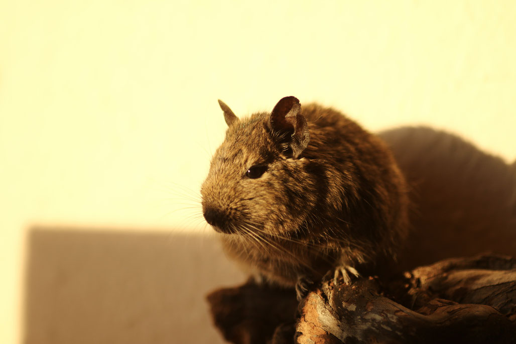 Degu