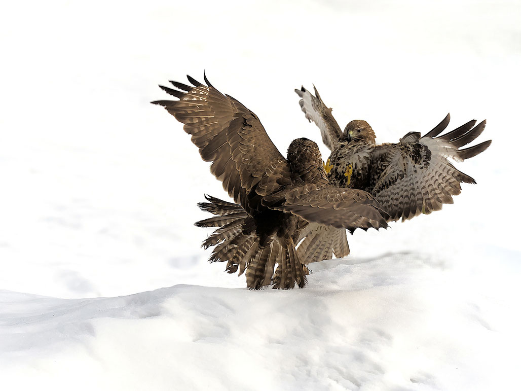 Bussard
