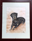 portret eigen hond, aquarel in lijst 30x40