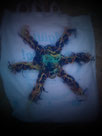 Seestrern Starfisch COUP Lanzarote Canarias Beachcleanup Trashart