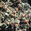 SOMMITES FLEURIES DE CISTE - BOTANO GRECE