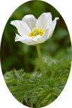 fleur de montagne - appartement anemone