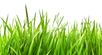 Erba