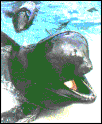 Globicéphale noir