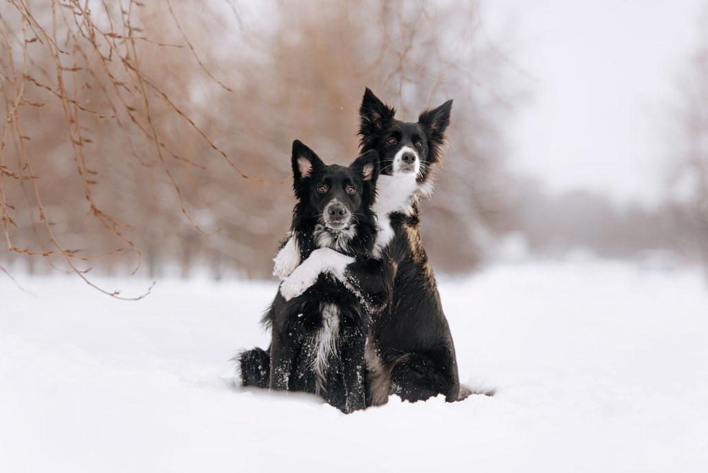 Zwei niedliche Hunde sitzen im Schnee dicht beieinander. Der eine Hund hat seine Vorderpfoten auf die Schultern des anderen gelegt, so als würde er ihn umarmen.