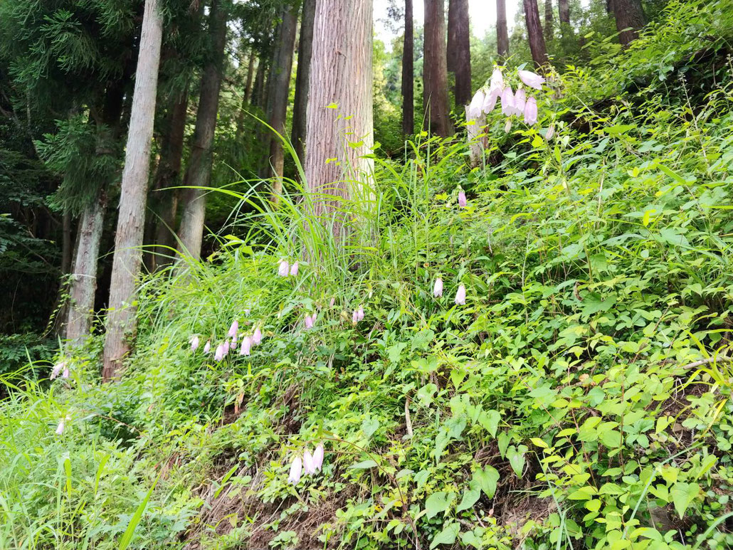 こんな風にあちこち咲いています。