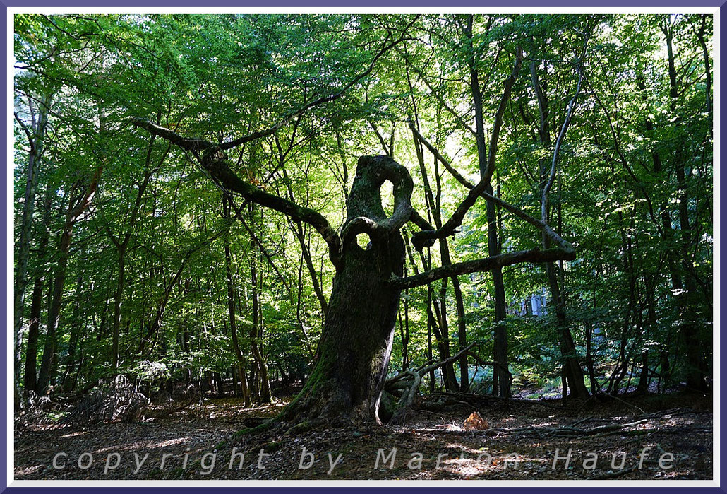 Uralte Baumpersönlichkeit am Langseer Weg im Darßwald.
