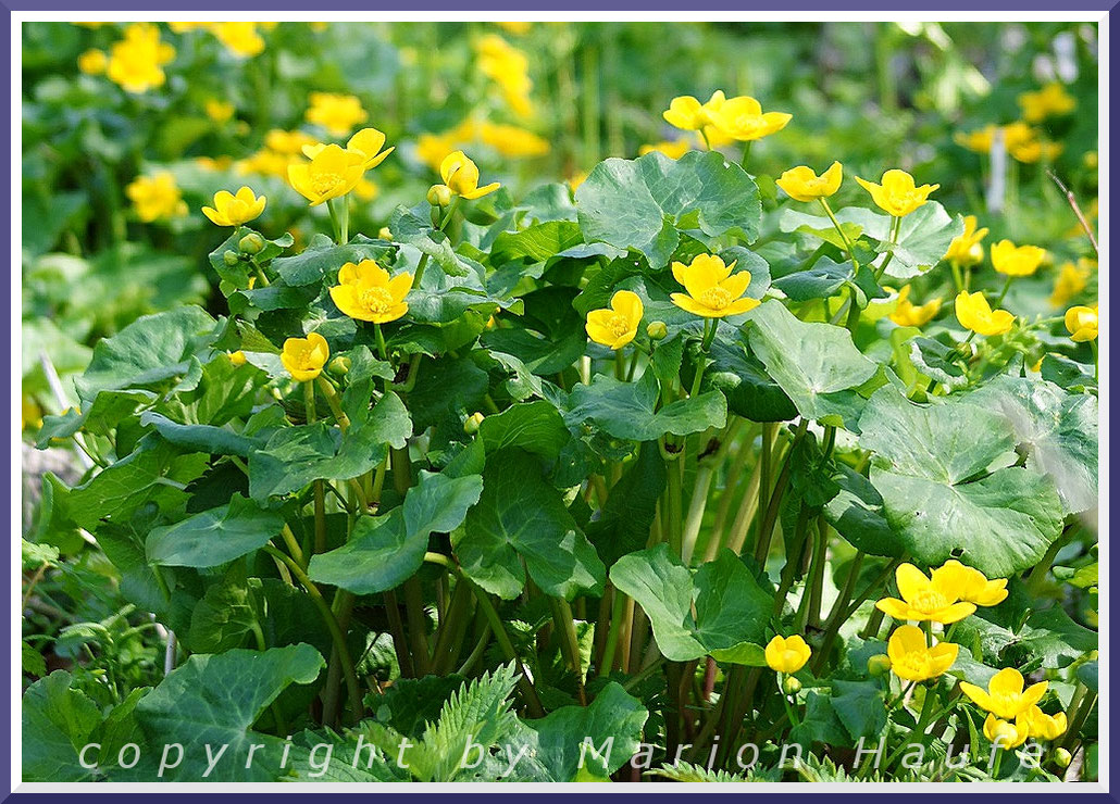 Sumpfdotterblumen am Ufer einer Baches an der Jasmunder Außenküste.