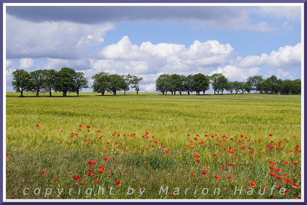 Frühsommerliche Landschaft bei Middelhagen.