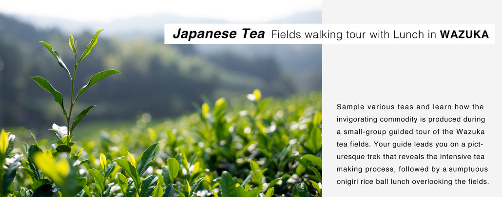 Japanese tea fields walking tour with lunch in wazuka