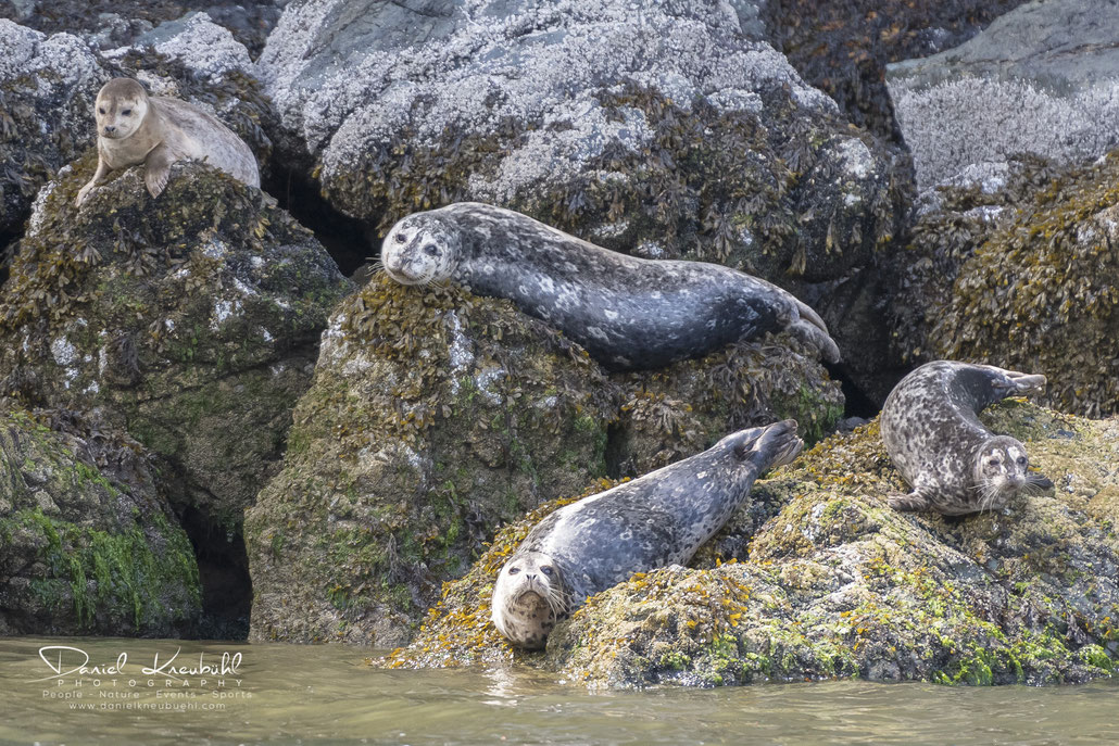 Seehunde, seal, Vancouver, Canada, www.danielkneubuehl.com, Photographer/Fotograf: Daniel Kneubühl