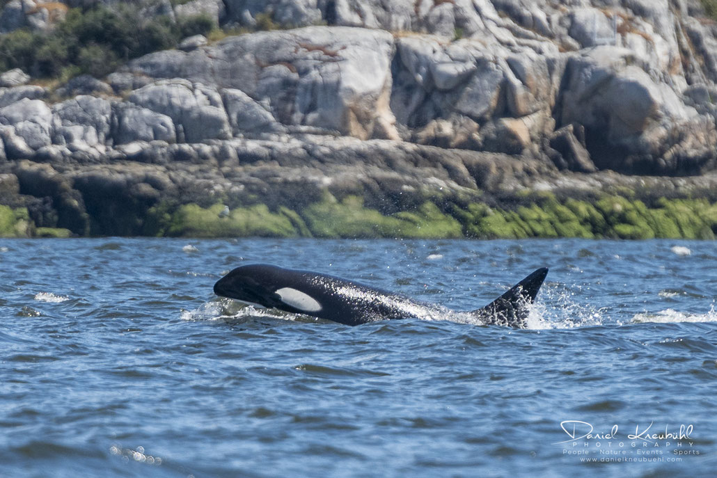 Schwertwal, Killerwal, Orka, Orca, Delfin, Vancouver, Canada, www.danielkneubuehl.com, Photographer/Fotograf: Daniel Kneubühl