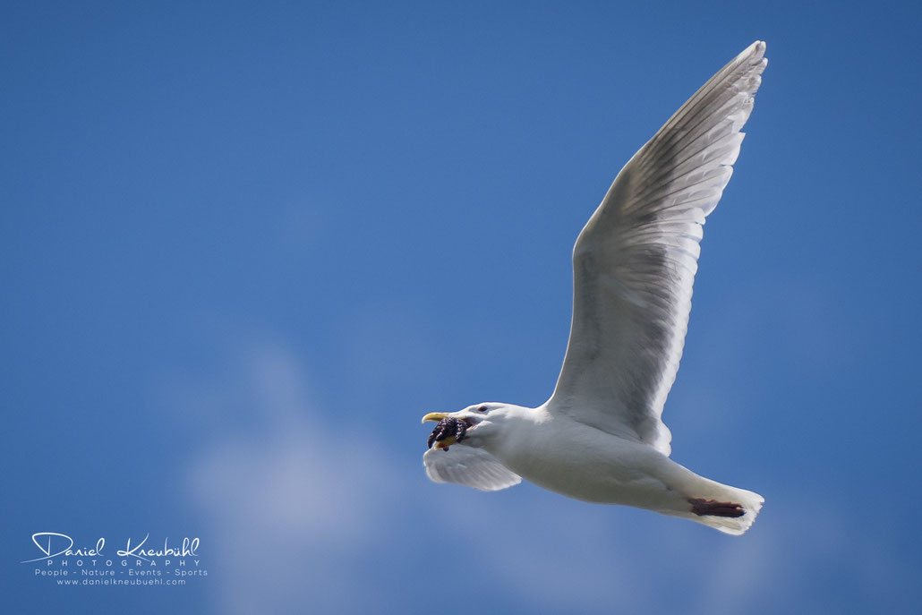 Heringmöwe, Seestern, herrring gull, sea star, Vancouver, Canada, www.danielkneubuehl.com, Photographer/Fotograf: Daniel Kneubühl