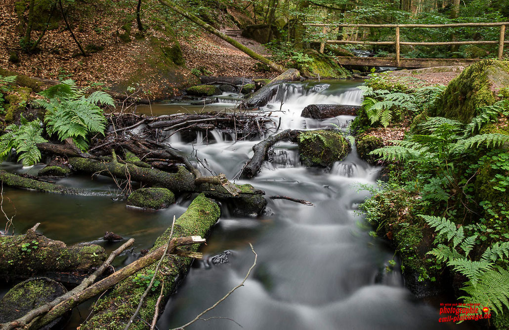 Naturerlebnisse im wildromantischen Karlstal bei Trippstadt Kreis Kaiserslautern.