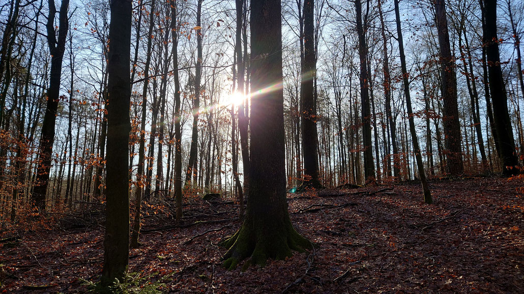 Worte zum Abschied - Trauerrede - Sonnenstrahl leuchtet im Winterwald