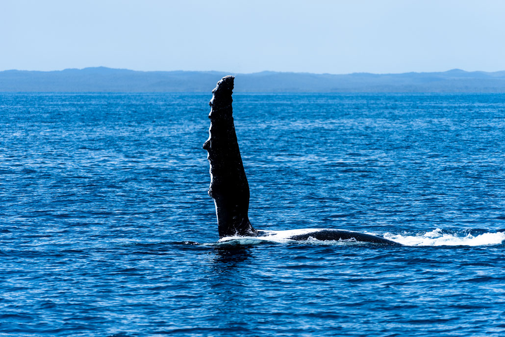 Humpback whale showing its flipper at Fraser Island, Australia