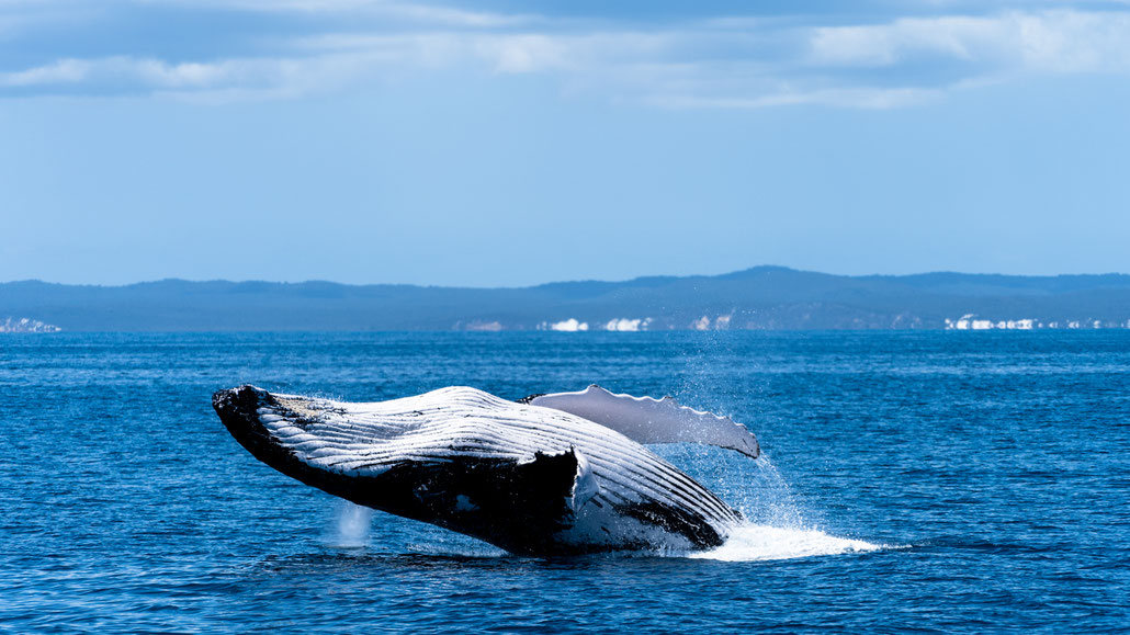 Humpback whale breaching at Fraser Island, Australia