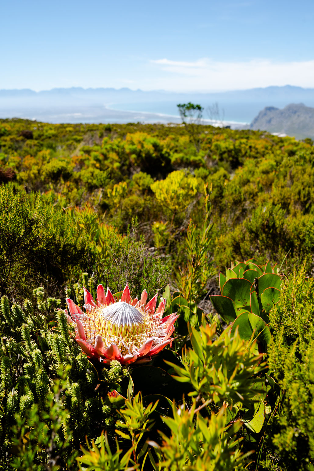 King Protea at Silvermine Nature Reserve, Cape Peninsula, South Africa