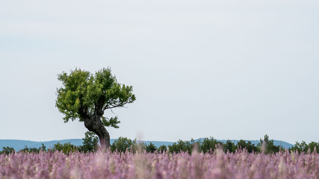 I like this picture a lot. Maybe because of its minimalistic approach and the faded colors. To me it is the perfect opener for my Provence blogpost.