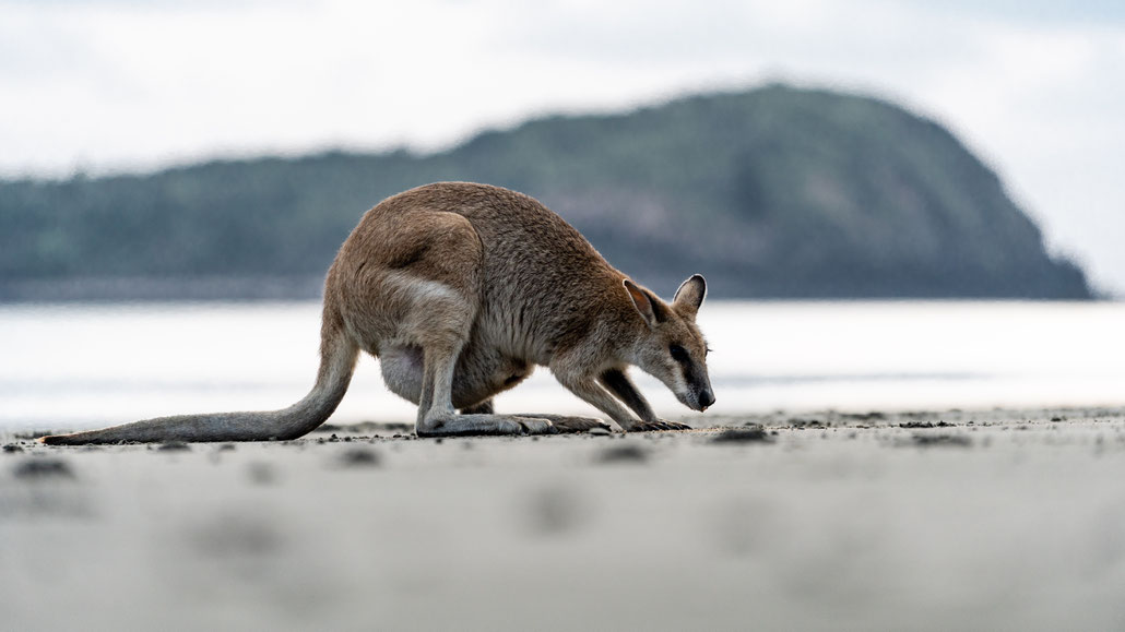 A wallaby foraging at Cape Hillsborough beach, Queensland, Australia, after sunrise