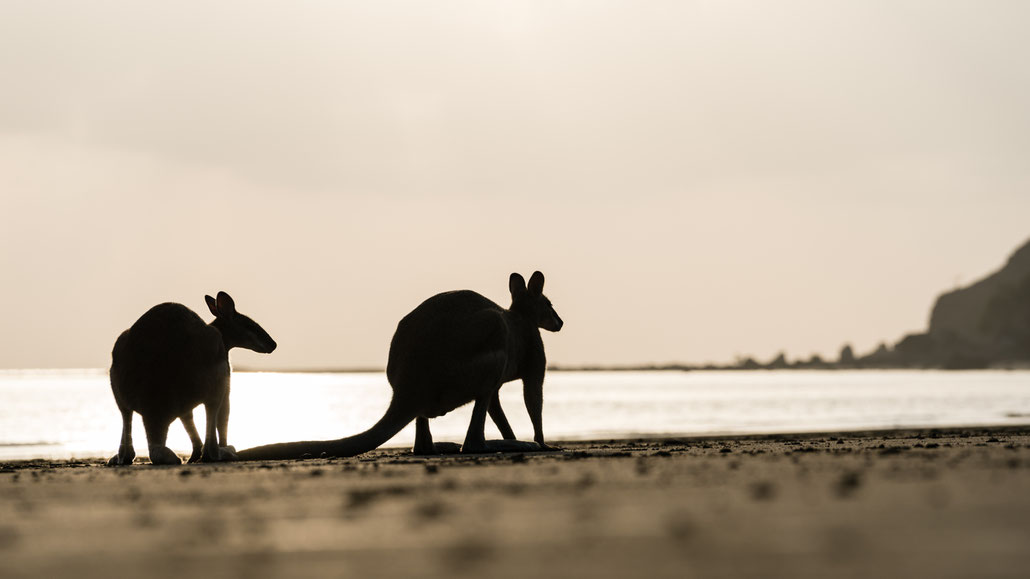 Silhouette of two wallabies at Cape Hillsborough beach, Queensland, Australia, during sunrise