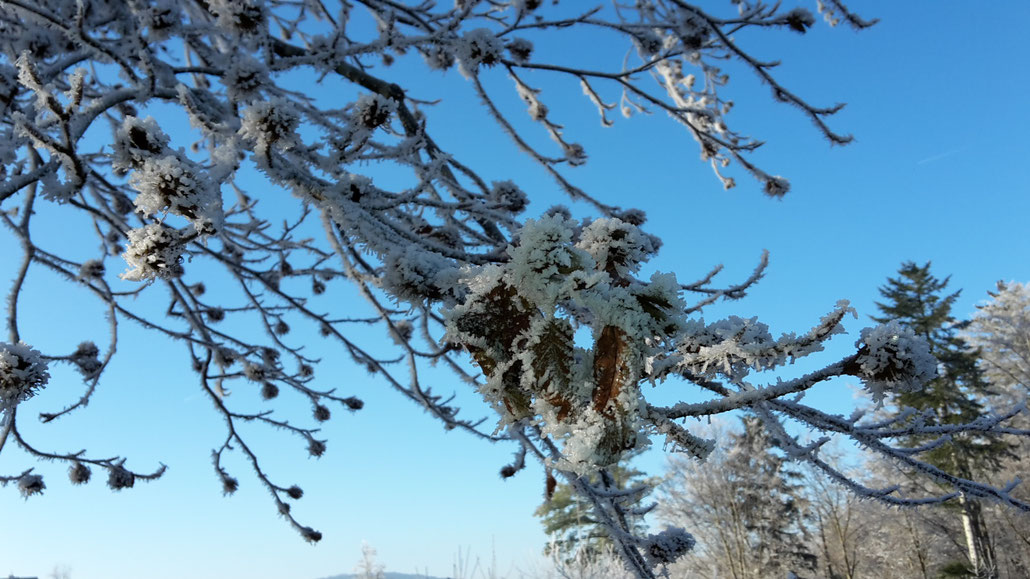 Die Samen für den Frühling sind verteilt