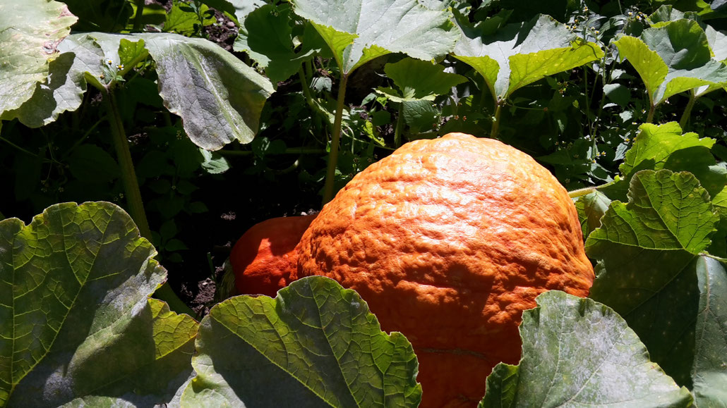 Monster-Pumpkin!
