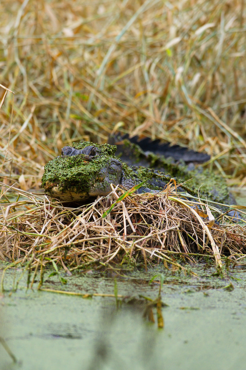 Circle B Bar Reserve / Alligator in Camouflage