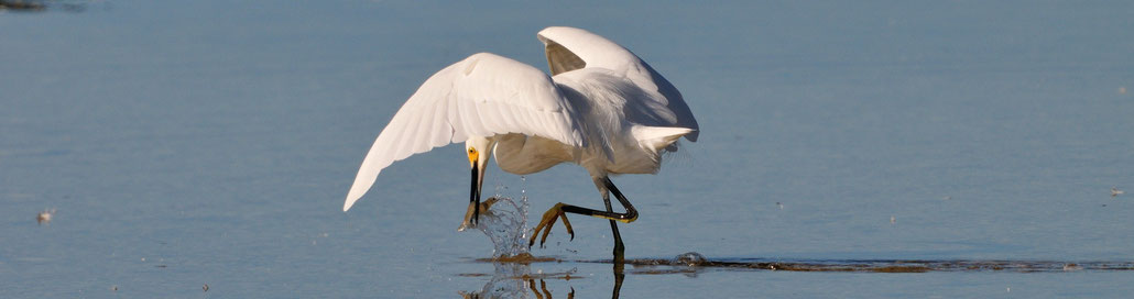 Fishing Egret; Sanibel Island; Florida