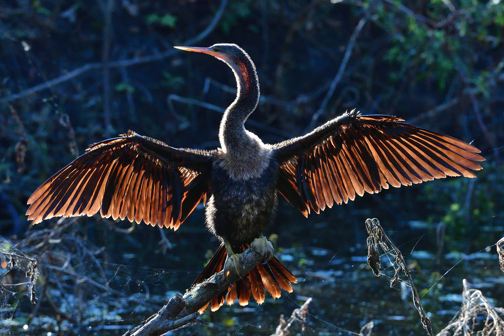 Circle B Bar Reserve / Anhinga; sunbathing