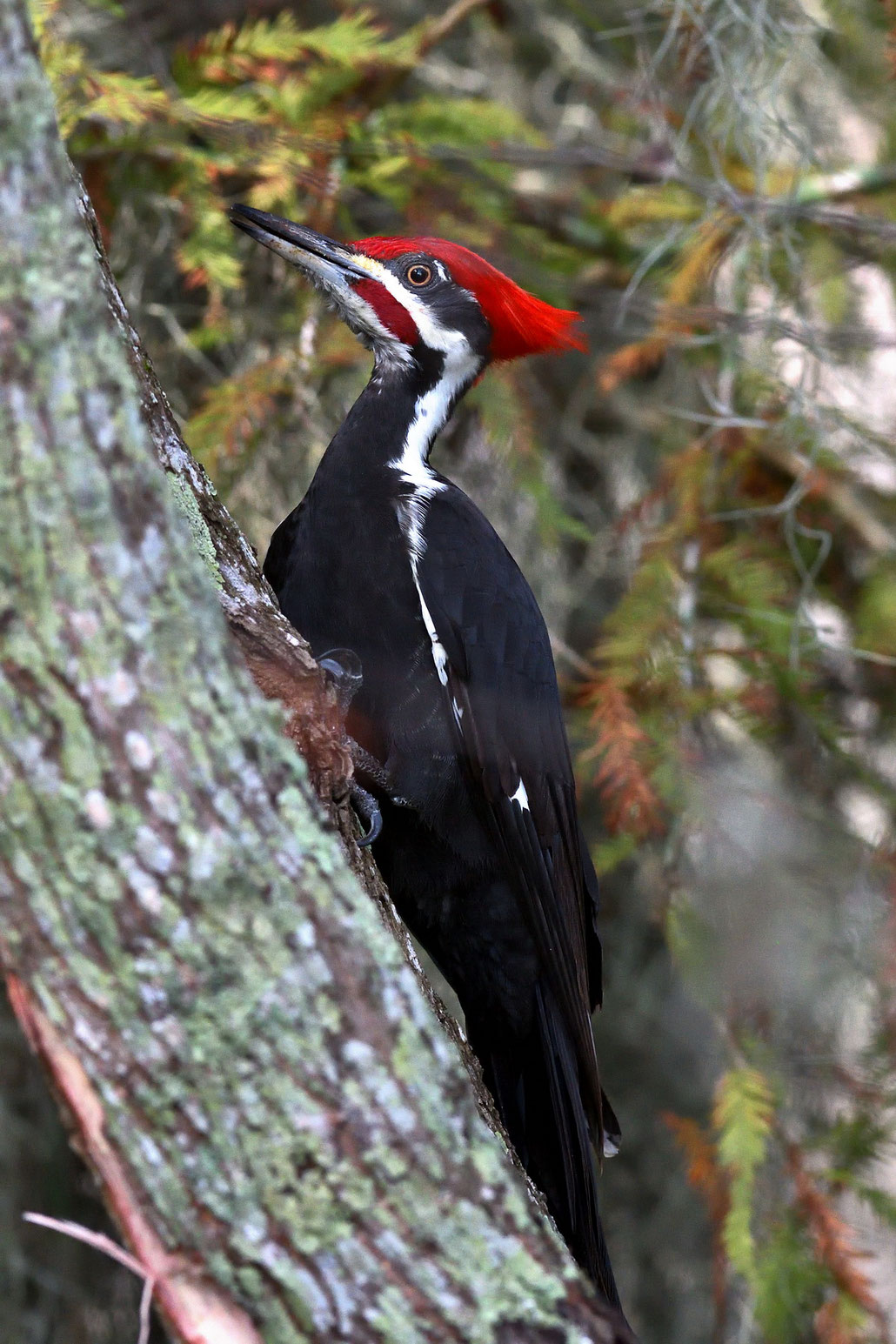Circle B Bar Reserve / Pileated Woodpecker