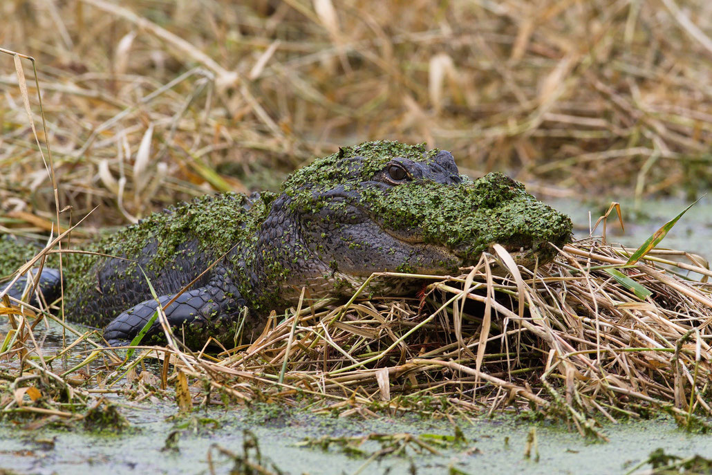 Circle B Bar Reserve / Alligator in Camouflage