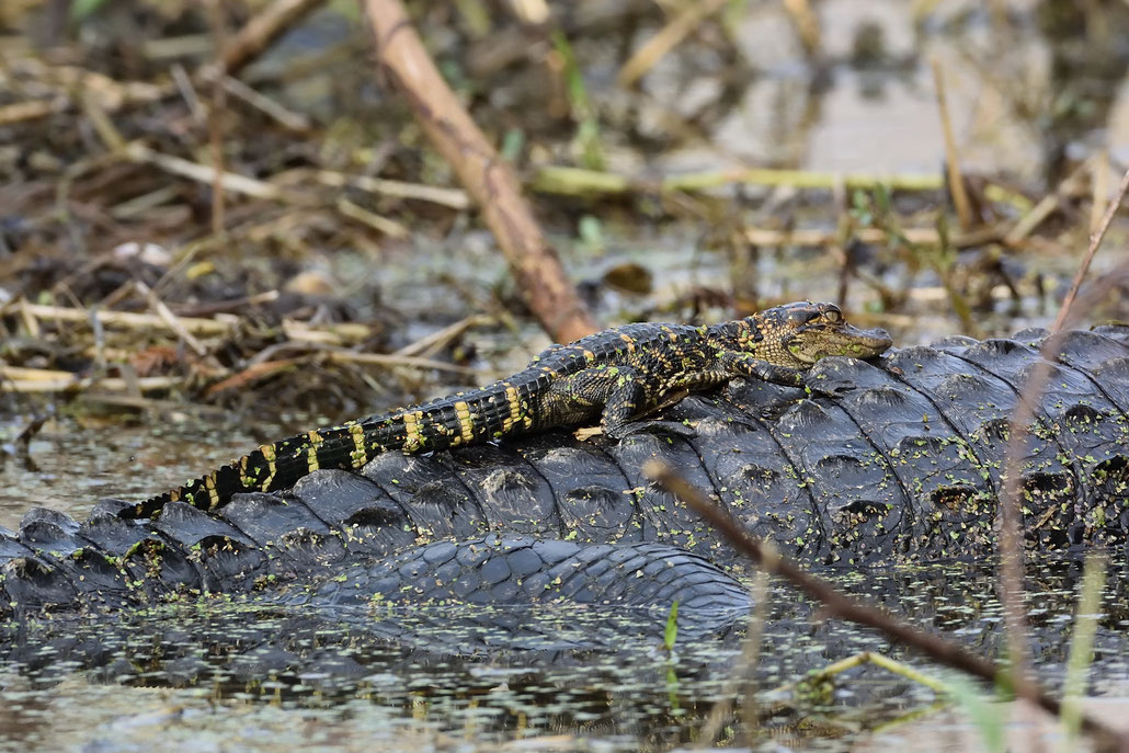 Circle B Bar Reserve / Alligator Baby on Mama's Back