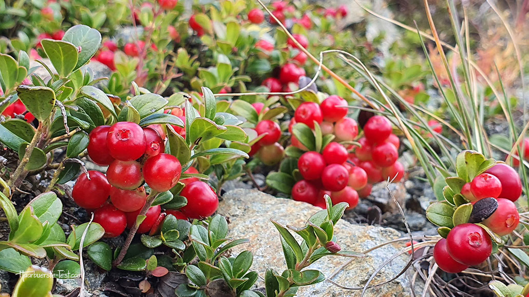 preiselbeeren