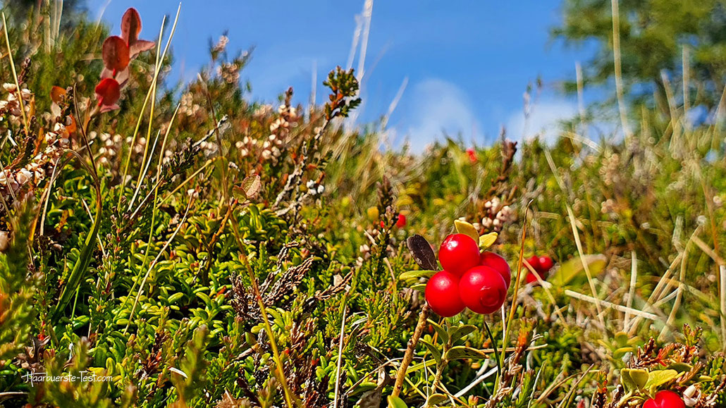 preiselbeeren, preiselbeeren pflücken