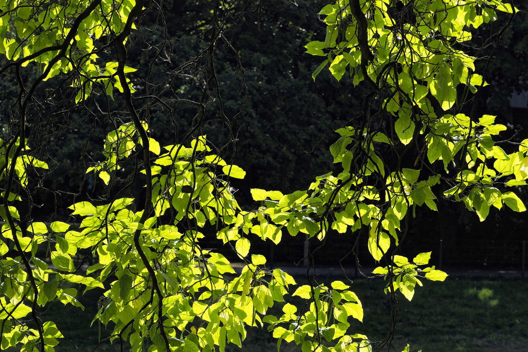 Antwerpen - Antwerp - Anvers - Stadspark