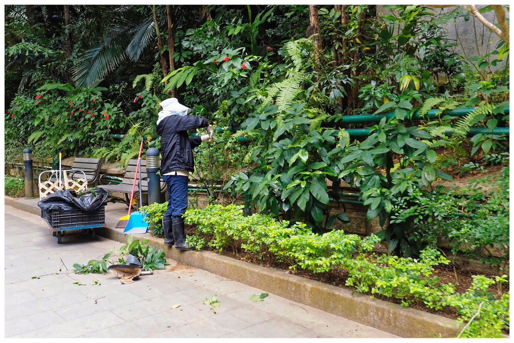 Hongkong - Botanischer Garten